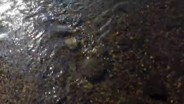 Top View Clear Spring Water Stream Rocks Sparking Sun Light — Stock Video