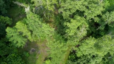 Yeşil ağaç desenine bak, ormanın üzerinde uç, insansız hava aracının hava manzarası. Evergreen çam ağaçları yaz doğası