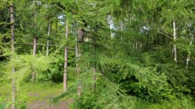 Çam ağacının tepesine uç, yeşil kürk ağaçları ormanı, insansız hava aracından hava manzarası. Evergreen çam ağaçları yaz doğası