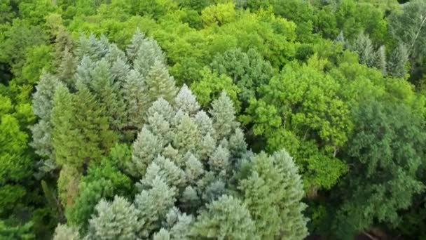Zielony Żywy Las Widok Lotu Ptaka Evergreen Sosna Dąb Inne — Wideo stockowe