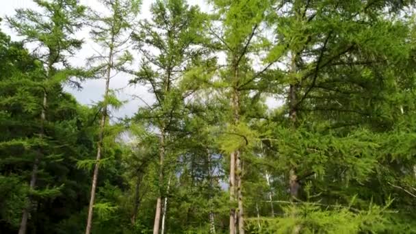 云杉绿树分枝毛皮 在森林中飞翔 空中俯瞰 长青松树夏季自然 — 图库视频影像