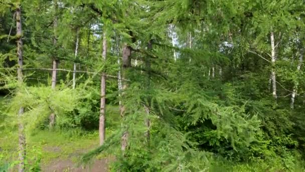 飞上云杉 青翠的毛皮林 空中俯瞰 长青松树夏季自然 — 图库视频影像
