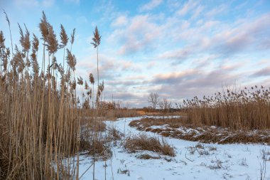 Kuru kabarık kamış, karlı ve vahşi arazide kedi kuyruğu otları. Kış doğal botanik manzaralı gün batımı bulutlu gökyüzü arkaplanı