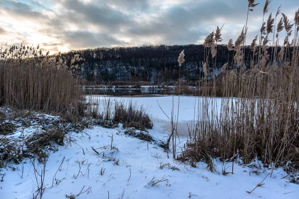 Kuru kabarık kamış, donmuş karlı nehir kıyısında kedi kuyruğu otu. Soğuk göl arka planında akşam ışığında kış doğal botaniği