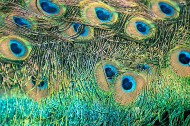 Ocelli adında renkli göz kapakları, desenli makro. Mavi Peafowl erkeği, tavus kuşu kadar uzun yelpaze tüyleri var.