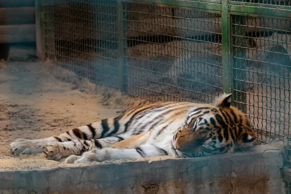 A tiger with orange fur with black stripes sleeps peacefully in aviary. Close view in open-air cage. Wild animals, big cat