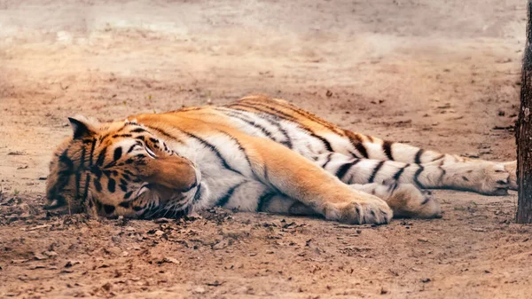 Tigre Piel Anaranjada Con Rayas Negras Duerme Tranquilamente Suelo Vista —  Fotos de Stock