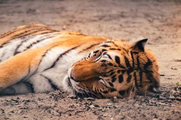 Tiger Black Stripes Peacefully Sleeping Sand Close View Blurred Natural — Stock Photo, Image