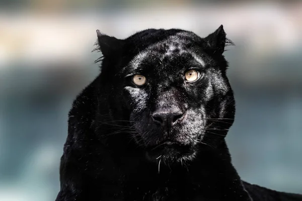 Black panther with nice shiny fur and yellow eyes look forward on light blurred background. Wild cat, melanistic color variant of leopard (Panthera pardus) posing