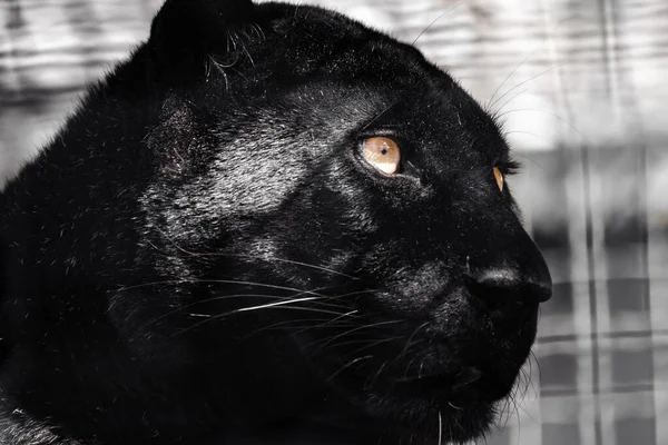 Black panther with nice shiny fur and orange eyes portrait on blurred background. Wild cat head, melanistic color variant of leopard (Panthera pardus) posing