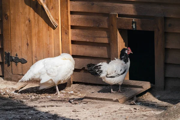 Pollo Blanco Negro Gallus Domesticus Una Especie Domesticada Aves Jungla — Foto de Stock
