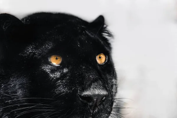 Pantera Negra Con Bonita Piel Brillante Ojos Anaranjados Retrato Primer — Foto de Stock