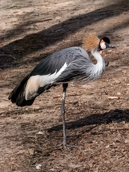 Gru Corona Grigia Balearica Regulorum Poggiante Una Gamba Con Fondo — Foto Stock