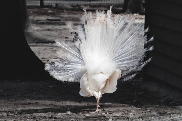 White Peafowl Indian Blue Peafowl Pavo Cristatus Pavão Volta Cauda — Fotografia de Stock