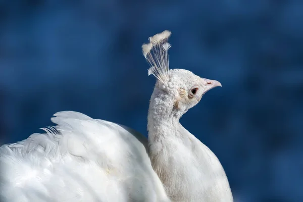 White Peafowl Indian Blue Peafowl Pavo Cristatus Fêmea Peahen Head — Fotografia de Stock
