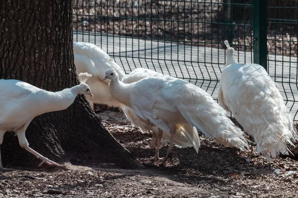 White Peafowls Indian Blue Peafowls Pavo Cristatus Grupo Familiar Peahen — Fotografia de Stock