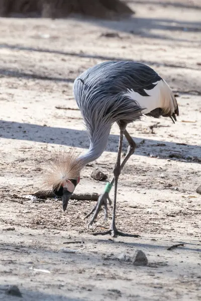 Gru Corona Grigia Balearica Regulorum Che Cammina Mangia Con Sfondo — Foto Stock