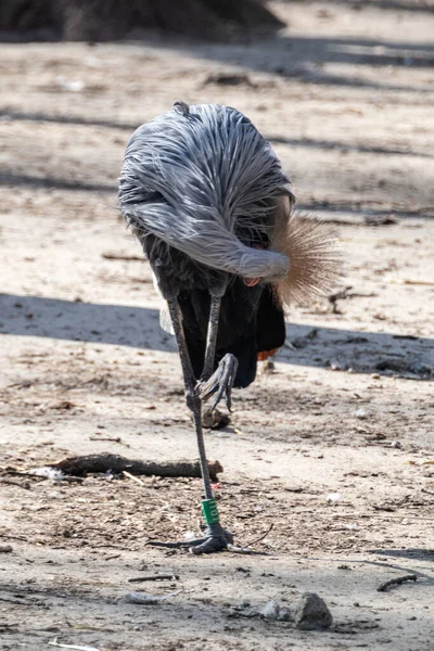 Gru Corona Grigia Balearica Regulorum Poggiante Una Gamba Con Sfondo — Foto Stock