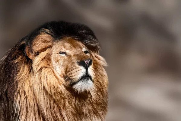 Lion Powerful Portrait Looking Right Isolated Close Blurred Background Wild — Stock Photo, Image