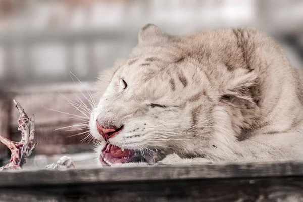 호랑이는 머리를 누워서 위에서 고기를 먹습니다 배경으로 가까이 동물원의 고양이 — 스톡 사진