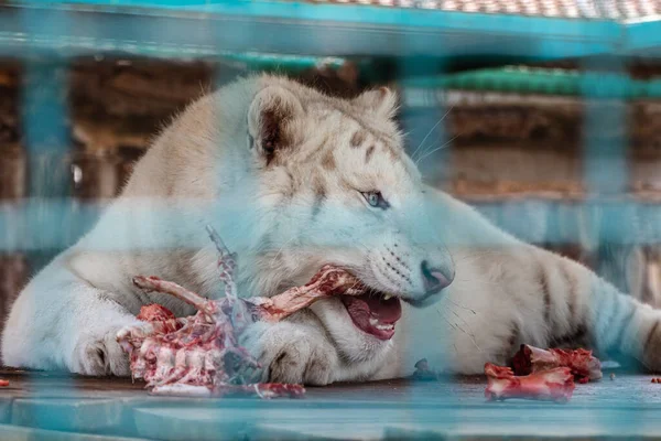 Bílý Tygr Panthera Tigris Syrové Maso Dřevěné Plošině Voliární Kleci — Stock fotografie