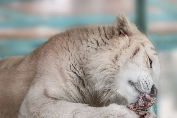 Harimau Putih Panthera Tigris Memakan Daging Mentah Dengan Tulang Tampilan — Stok Foto