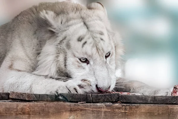 Vit Tiger Panthera Tigris Äter Rått Kött Träplattform Närbild Med — Stockfoto
