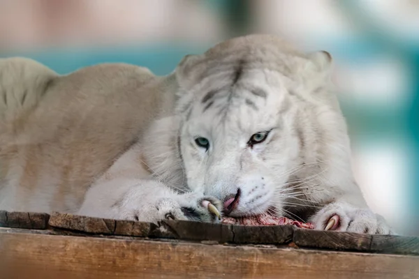 Biały Tygrys Czarnymi Paskami Panthera Tigris Jedzący Surowe Mięso Drewnianej — Zdjęcie stockowe