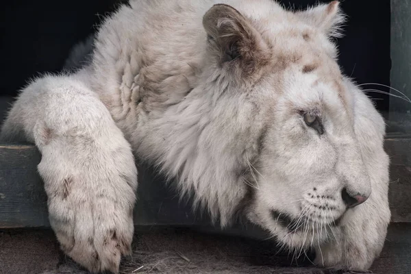 Tigre Branco Jovem Com Listras Pretas Pele Cabeça Patas Close — Fotografia de Stock