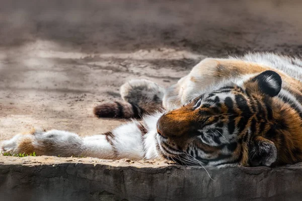 호랑이 Panthera Tigris 오렌지색 줄무늬가 아랫면은 평화롭게 배경으로 가까이 고양이 — 스톡 사진