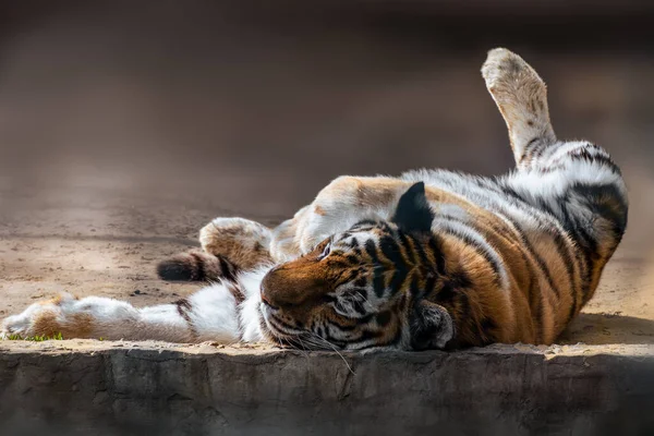 Tigris Panthera Tigris Sötét Csíkokkal Narancssárga Szőrén Fehér Alja Békésen — Stock Fotó