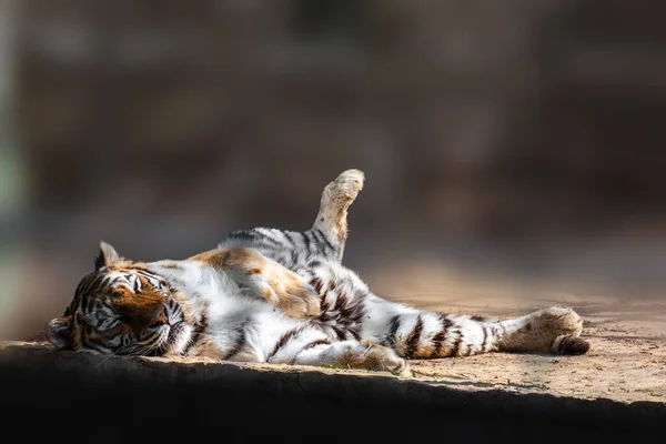 Tygrys Panthera Tigris Ciemnymi Paskami Pomarańczowym Futrze Białym Spodem Leżącym — Zdjęcie stockowe