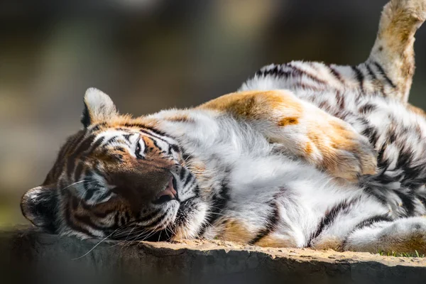 Tigre Panthera Tigris Avec Des Rayures Sur Fourrure Orange Avec — Photo