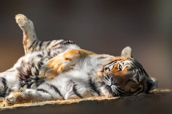 Tiger with black stripes peacefully laying on back on stone. Close view with blurred natural background. Wild animals, big cat