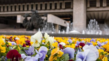 Renkli beyaz, mavi ve sarı hanım evlatları baharda Harkiv şehir merkezindeki çeşme ve tiyatronun yakınında çiçek açıyor. Bulanık arkaplan