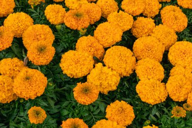 Marigold Calendula, turuncu Tagetes çiçekleri, canlı yeşil yapraklı üst manzara. Bahçede yetişen bitkiler, yatak çiçekleri