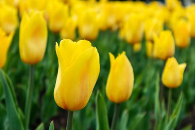 Yellow tulip in vivid greenery, flower close-up with blurred background. Elegant botanical foliage in spring garden