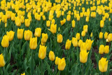 Yeşil laleler, çiçek tarlaları, arka planda bulanıklık, bahar çiçekleri. Canlı botanik çayırı