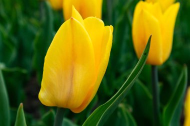 Yeşil yapraklı sarı lale yakın plan, bulanık arka planlı canlı çiçek manzaralı. Bahar bahçesinde narin botanik yapraklar.