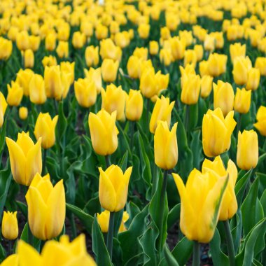 Canlı yeşil yaprakları olan sarı laleler. Arka planda bulanık çiçek tarlaları. Bahar çiçekleri. Yumuşak botanik çayırı