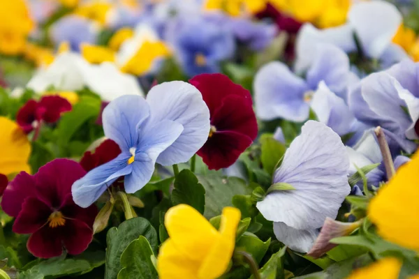 Vibrant colorful yellow, red and blue Viola Cornuta pansies flowers close-up. Floral background with blooming colorful heartsease pansy flowers with green leaves