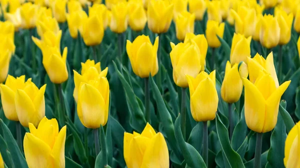 Желтые Тюльпаны Зеленью Цветочные Поля Крупным Планом Размытым Фоном Живая — стоковое фото