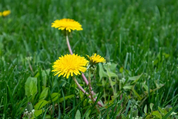 Schöne Gelbe Löwenzahnblüten Die Sommer Der Natur Auf Der Grünen — Stockfoto