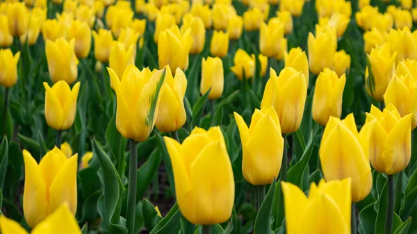 Yellow Tulips Vivid Green Leaves Flowers Field Close Blurred Background — Zdjęcie stockowe