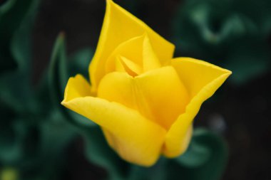 Yeşil yapraklı sarı lale, çiçekli yakın plan, bulanık arka plan, bahar çiçeği. Yumuşak botanik bitki örtüsü