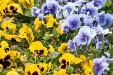 Canlı sarı ve mavi Viola Cornuta çiçekleri yakın plan, çiçek tarhında çiçek açan yeşil yapraklı nonoş çiçekleri