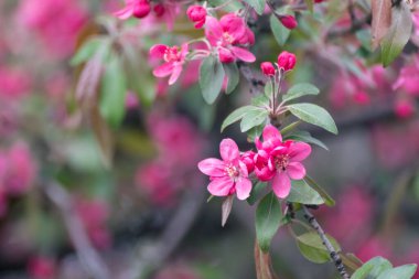 Elma ağacı çiçeği, yeşil yapraklı dalda taze pembe çiçekler. Elma ağacı baharı bahçede narin çiçek açar. Arka planda bulanıklık vardır.