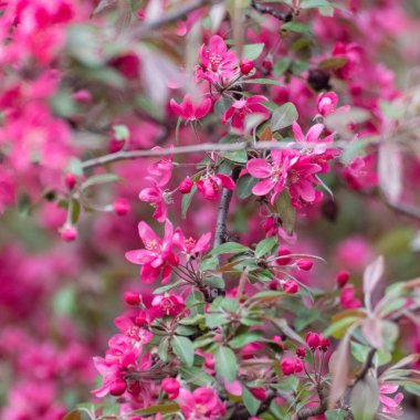Elma ağacı çiçeği, yeşil yapraklı dalda taze pembe çiçekler. Elma ağacı baharı. Bahçede canlı bir çiçek. Arka planda bulanıklık var.