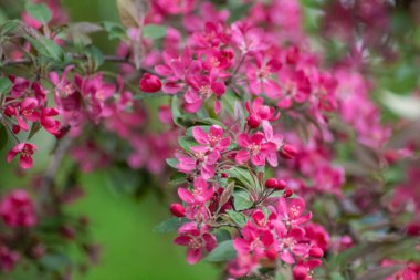 Elma ağacı çiçeği, yeşil yapraklı dalda taze pembe çiçekler. Elma ağacı baharı bahçede narin çiçek açar. Arka planda bulanıklık vardır.