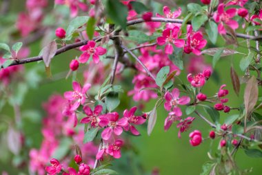 Elma ağacı çiçeği, yeşil yapraklı dalda taze pembe çiçekler. Elma ağacı baharı narin pembe çiçekler yakın planda bulanık yeşil arka planla çiçek açar